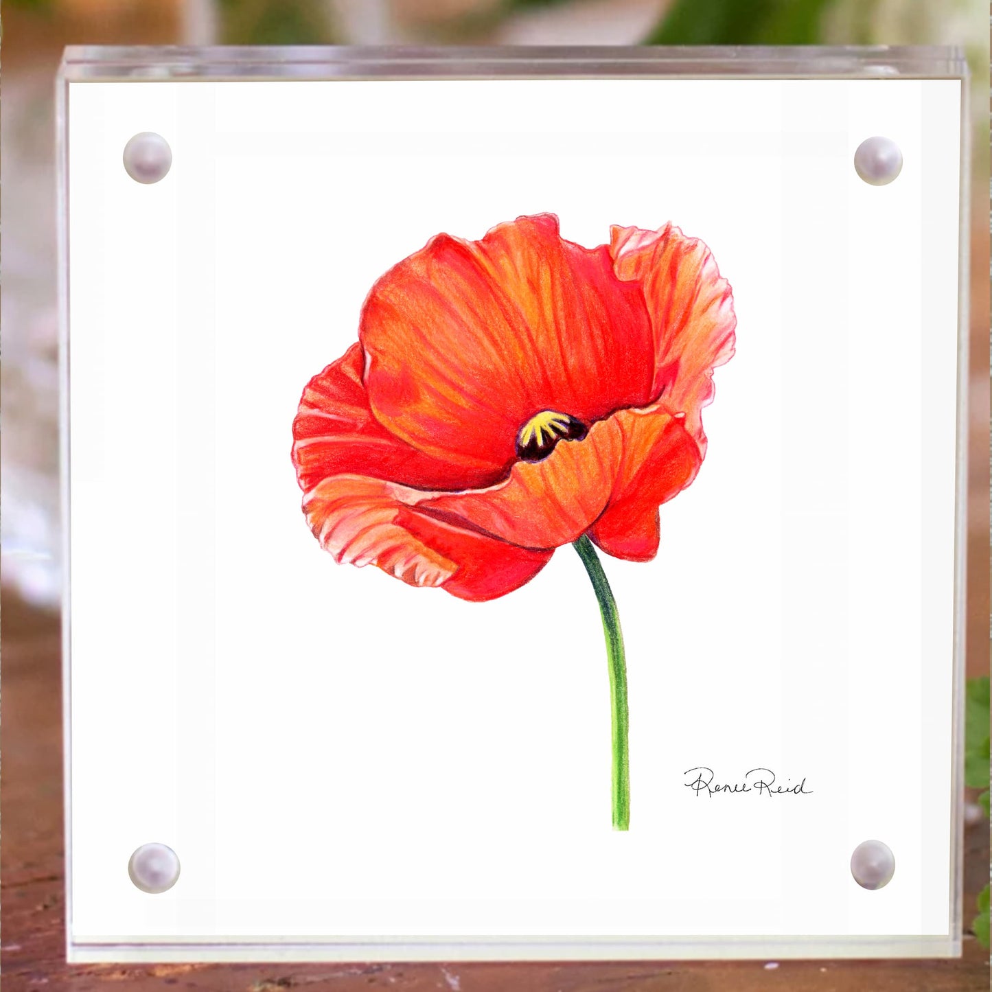August Poppy Birth Flower Acrylic Framed Art Print