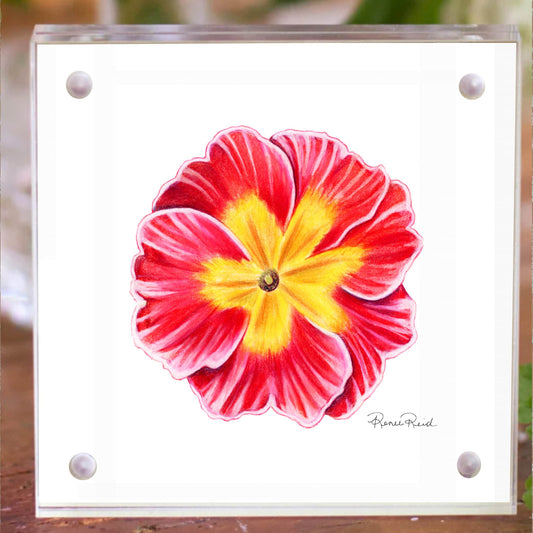 February Primrose Birth Flower Acrylic Framed Art Print