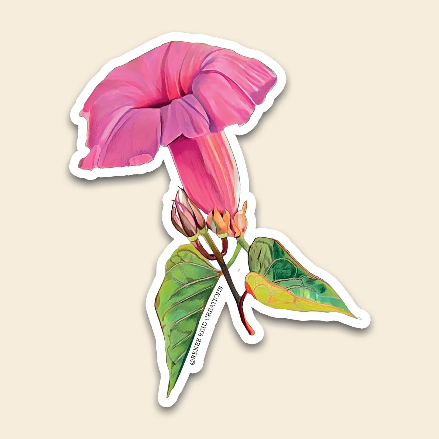 Pink Morning Glory Flower Vinyl Sticker showcasing vibrant pink flower and green leaves.