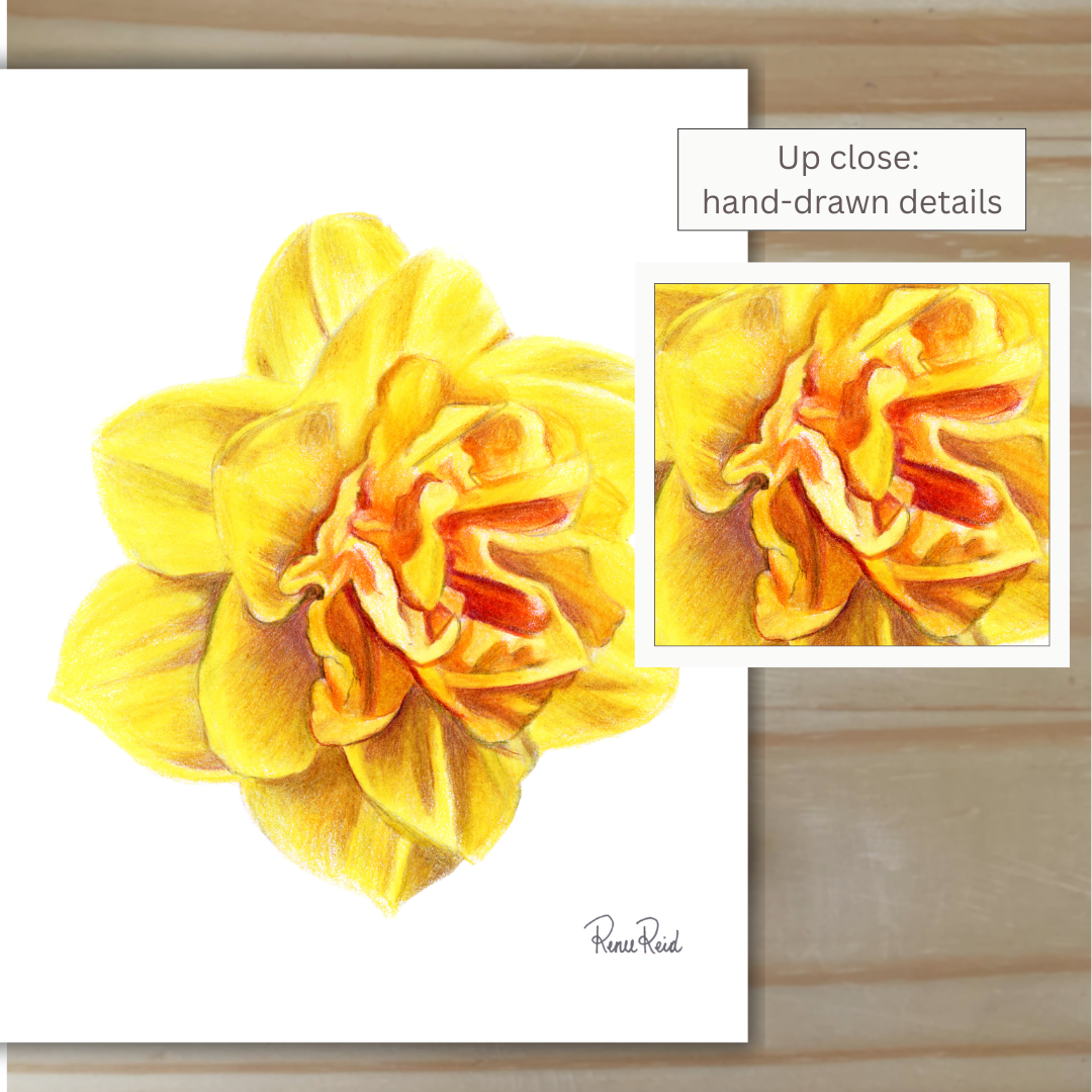 March Daffodil No. 2 Classic Art Print