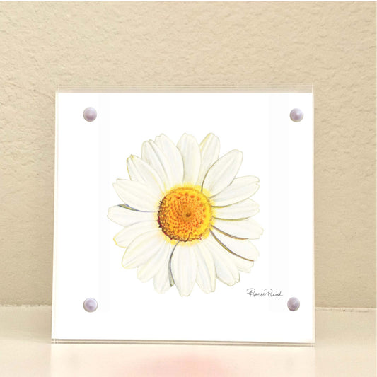 April Daisy Birth Flower Acrylic Framed Art Print