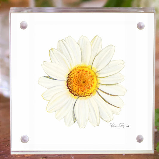 April Daisy Birth Flower Acrylic Framed Art Print