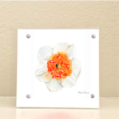December Narcissus Birth Flower Acrylic Framed Art Print
