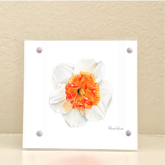 December Narcissus Birth Flower Acrylic Framed Art Print