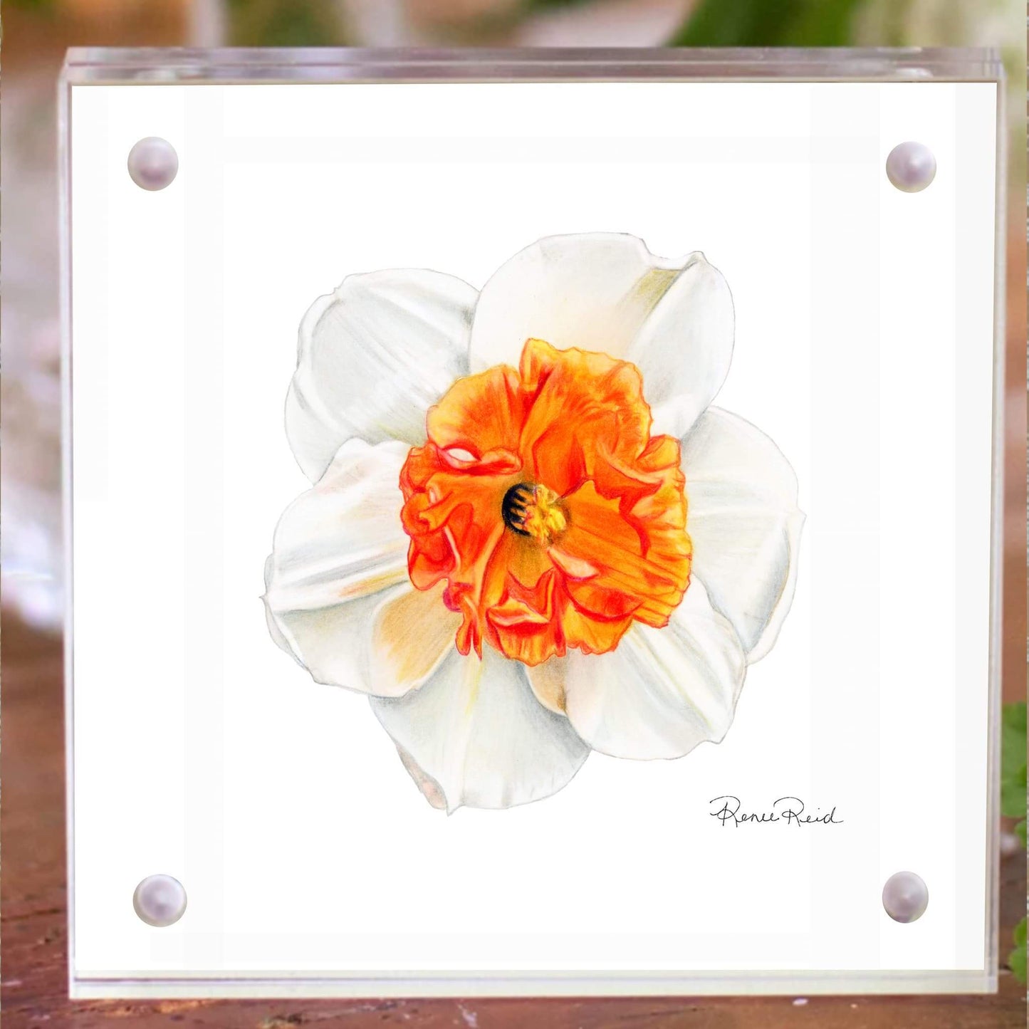 December Narcissus Birth Flower Acrylic Framed Art Print