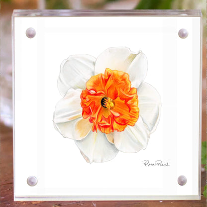 December Narcissus Birth Flower Acrylic Framed Art Print