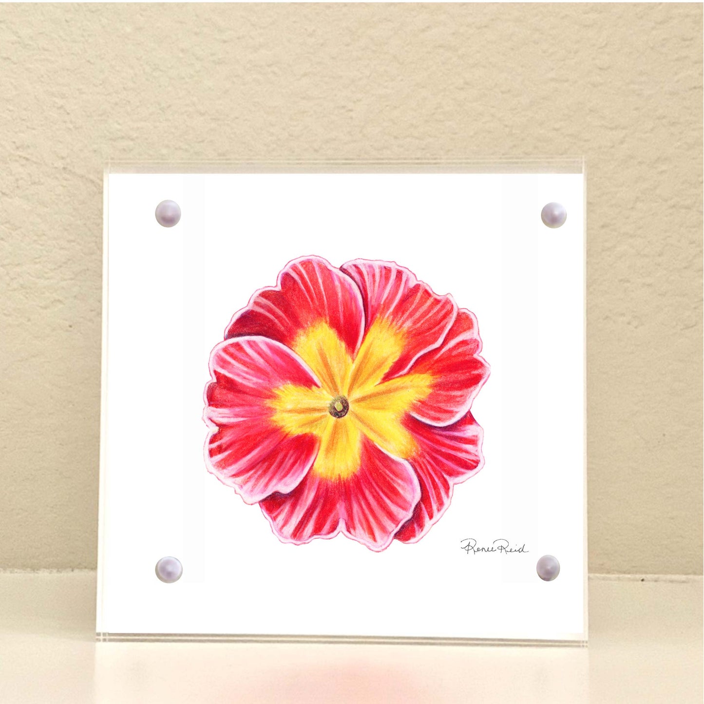 February Primrose Birth Flower Acrylic Framed Art Print