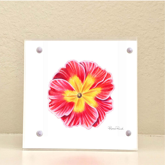 February Primrose Birth Flower Acrylic Framed Art Print