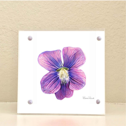 February Violet Birth Flower Acrylic Framed Art Print