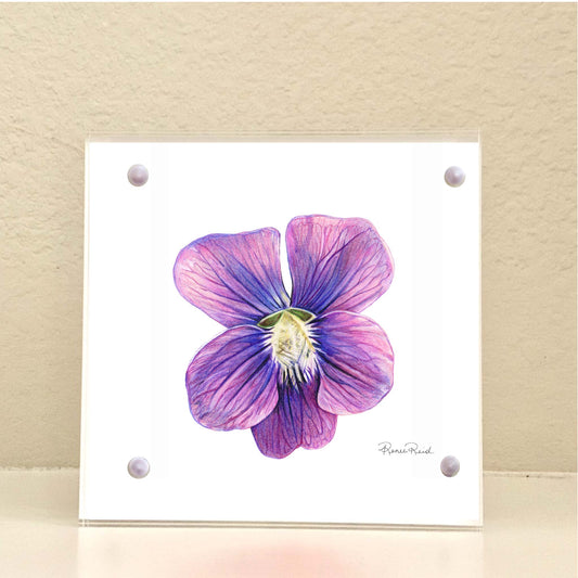 February Violet Birth Flower Acrylic Framed Art Print