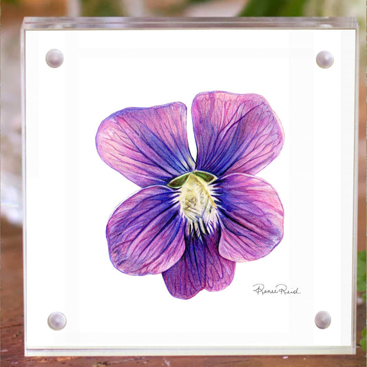 February Violet Birth Flower Acrylic Framed Art Print