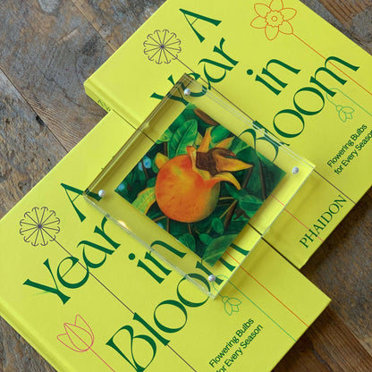 Golden Pomegranate Acrylic Framed Art Print