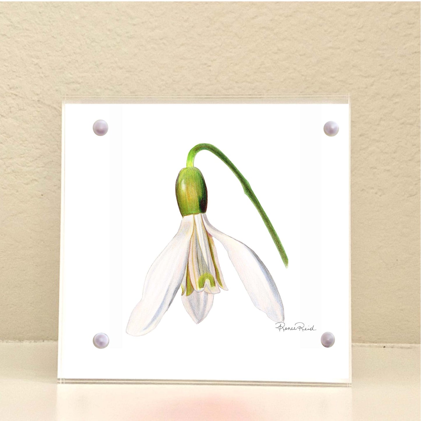 January Snowdrop Birth Flower Acrylic Framed Art Print