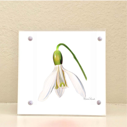 January Snowdrop Birth Flower Acrylic Framed Art Print
