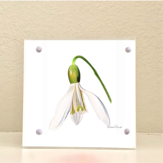 January Snowdrop Birth Flower Acrylic Framed Art Print