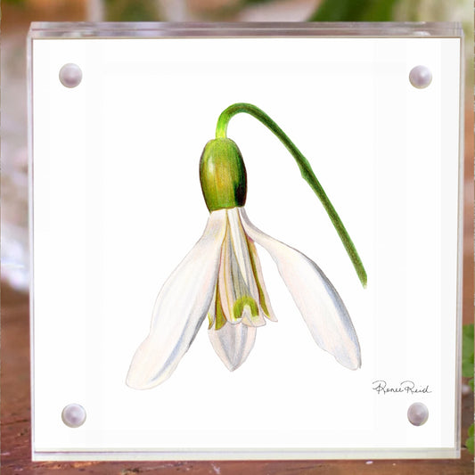 January Snowdrop Birth Flower Acrylic Framed Art Print
