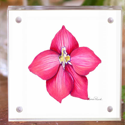 July Larkspur Birth Flower Acrylic Framed Art Print
