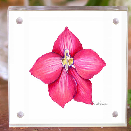 July Larkspur Birth Flower Acrylic Framed Art Print