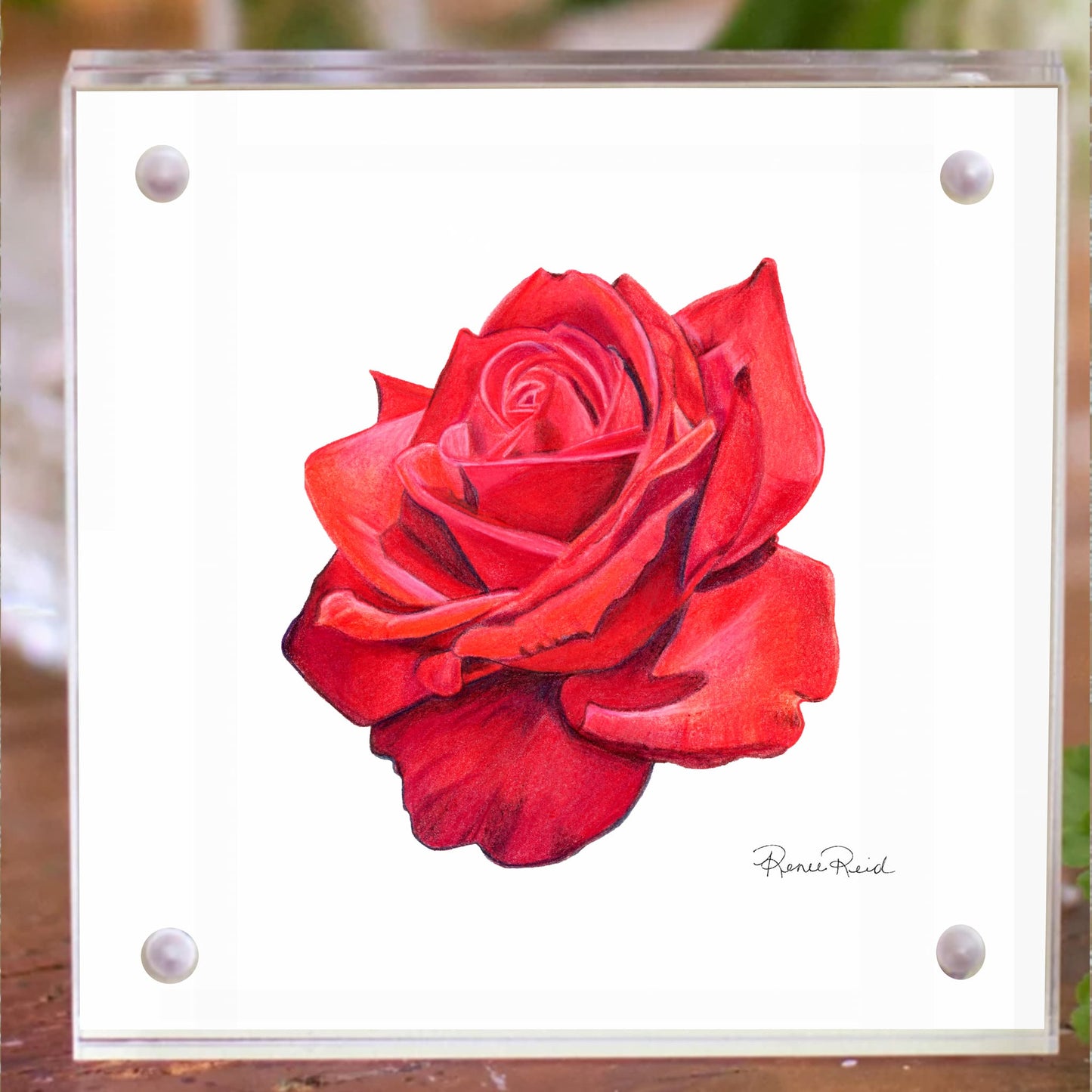 June Rose Birth Flower Acrylic Framed Art Print