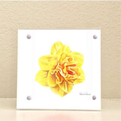 March Daffodil Birth Flower Acrylic Framed Art Print