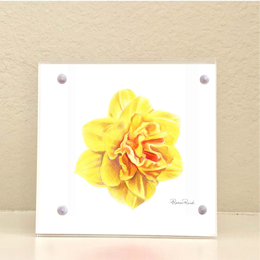March Daffodil Birth Flower Acrylic Framed Art Print