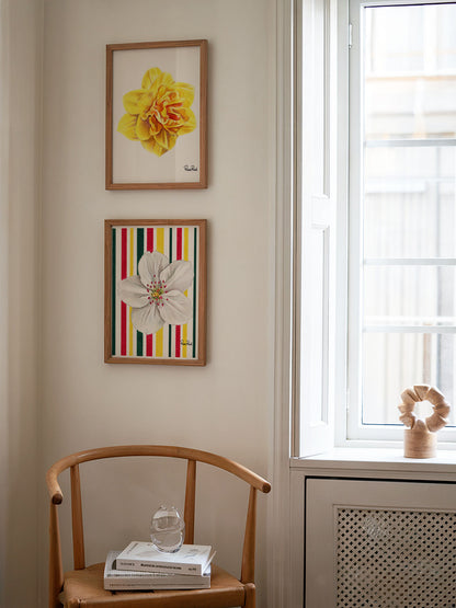 March Daffodil No. 2 Classic Art Print