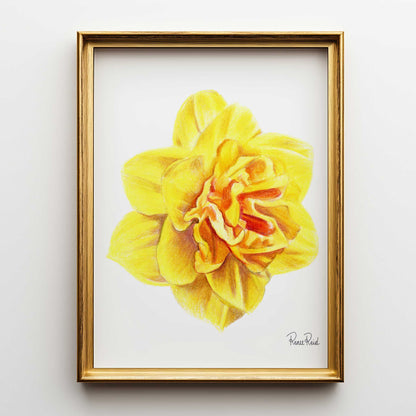 March Daffodil No. 2 Classic Art Print