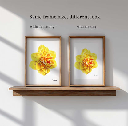 March Daffodil No. 2 Classic Art Print