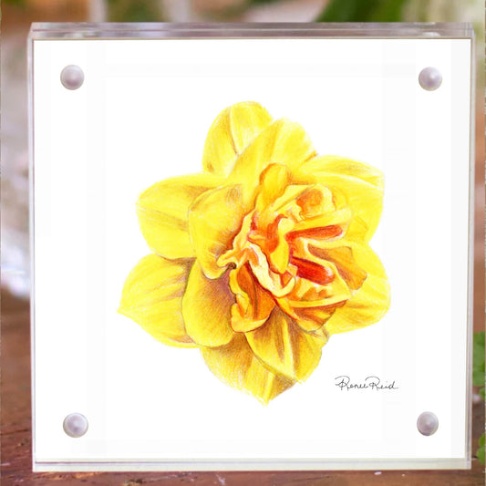 March Daffodil Birth Flower Acrylic Framed Art Print
