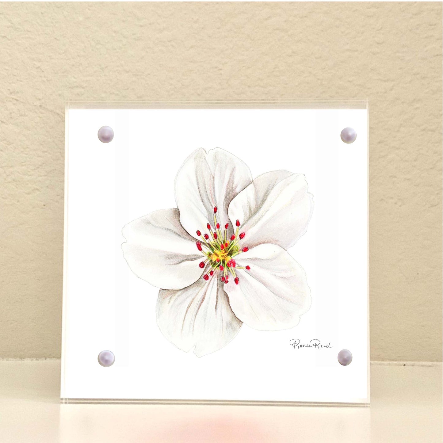 May Hawthorn Birth Flower Acrylic Block