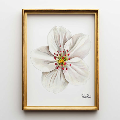 May Hawthorn Classic Art Print