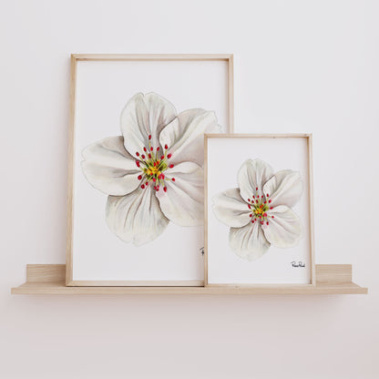 May Hawthorn Classic Art Print