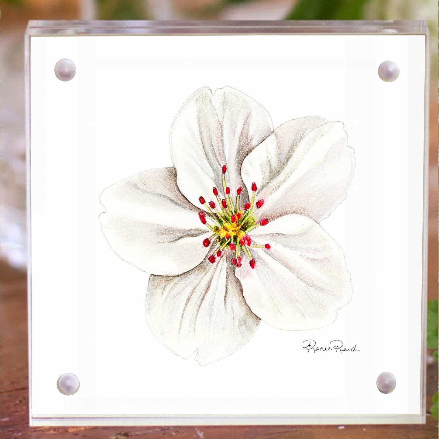 May Hawthorn Birth Flower Acrylic Block