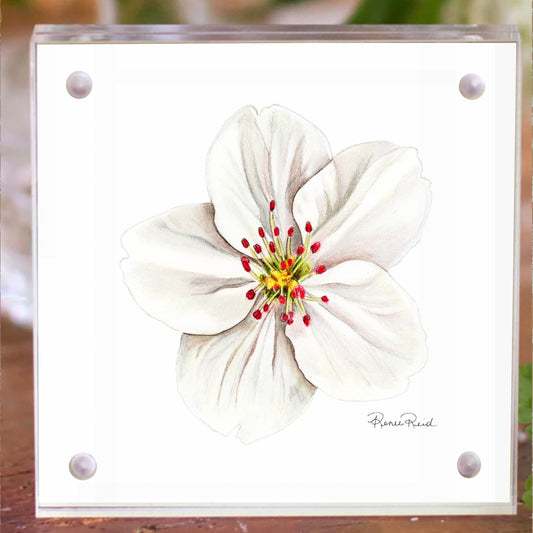 May Hawthorn Birth Flower Acrylic Framed Art Print
