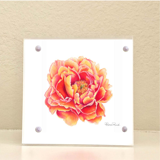November Peony Birth Flower Acrylic Framed Art Print