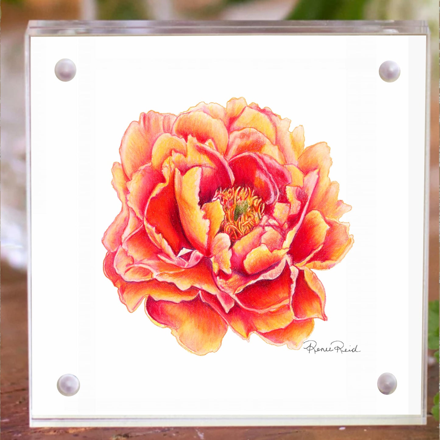 November Peony Birth Flower Acrylic Framed Art Print