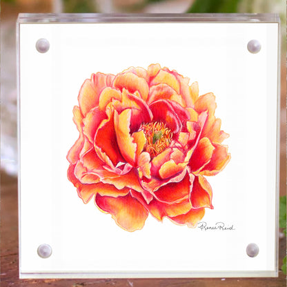 November Peony Birth Flower Acrylic Framed Art Print