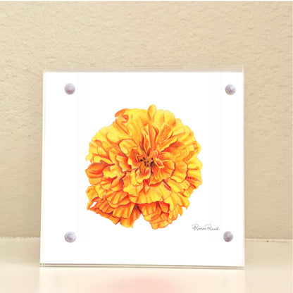 October Marigold Birth Flower Acrylic Framed Art Print