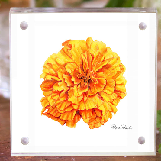 October Marigold Birth Flower Acrylic Framed Art Print