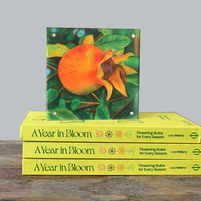 Golden Pomegranate Acrylic Framed Art Print