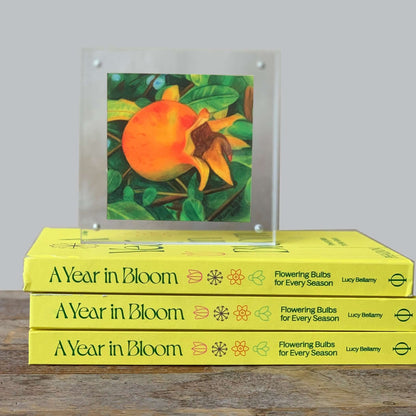 Golden Pomegranate Acrylic Framed Art Print