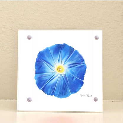 September Morning Glory Birth Flower Acrylic Framed Art Print