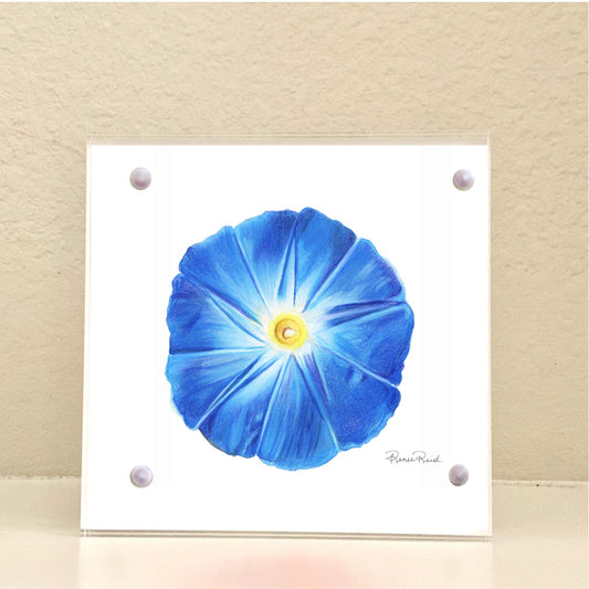 September Morning Glory Birth Flower Acrylic Framed Art Print