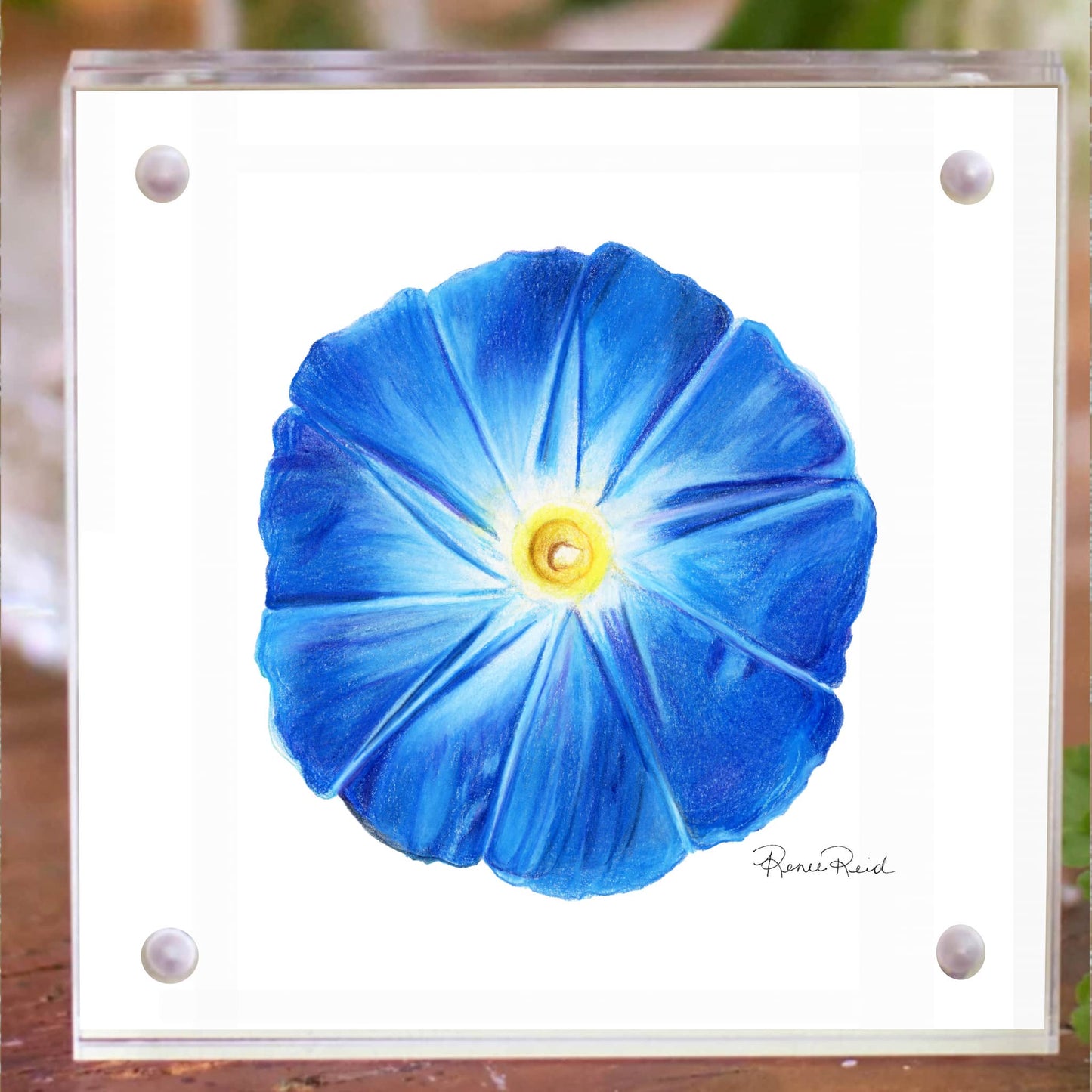 September Morning Glory Birth Flower Acrylic Framed Art Print
