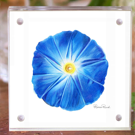 September Morning Glory Birth Flower Acrylic Framed Art Print