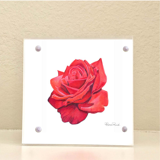 June Rose Birth Flower Acrylic Framed Art Print
